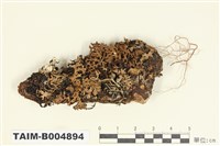 藏品(綿腹衣屬)的圖片